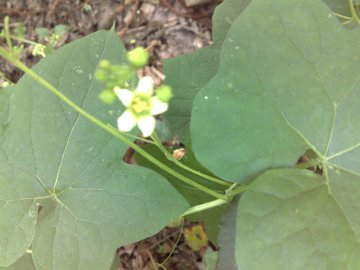 Bryonia dioica